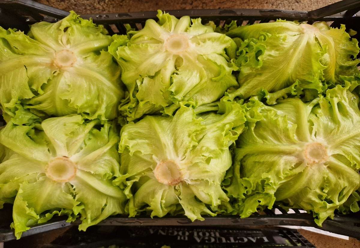 Insalata gentile - Italia, prezzo 2 euro/kg